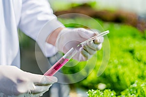 Scientists test the solution, Chemical inspection, Check freshness  at organic, hydroponic farm