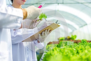 Scientists test the solution, Chemical inspection, Check freshness  at organic, hydroponic farm