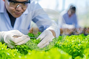 Scientists test the solution, Chemical inspection, Check freshness  at organic, hydroponic farm