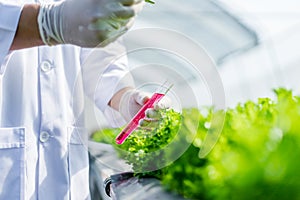 Scientists test the solution, Chemical inspection, Check freshness  at organic, hydroponic farm