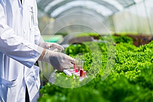 Scientists test the solution, Chemical inspection, Check freshness  at organic, hydroponic farm