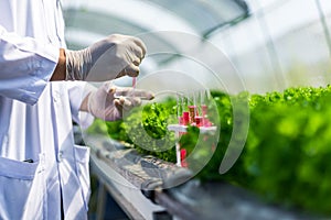 Scientists test the solution, Chemical inspection, Check freshness  at organic, hydroponic farm