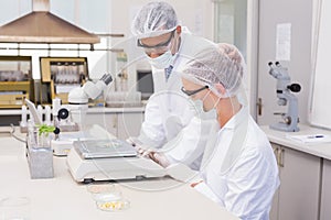 Scientists weighing corn in petri dish