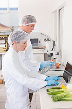 Scientists working attentively with vegetables