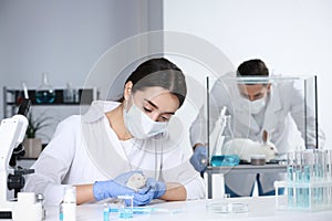 Scientists working in laboratory. Animal testing