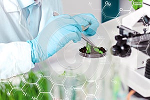 Scientists working with plants at modern laboratory