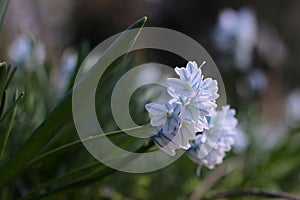 Scilla