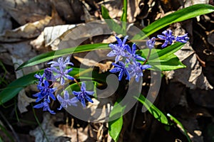Scilla bifolia, the alpine squill or two-leaf squill, is a herbaceous perennial plant of the family Asparagaceae. Art photo of the photo