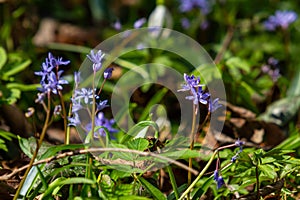 Scilla bifolia, the alpine squill or two-leaf squill, is a herbaceous perennial plant of the family Asparagaceae. Art photo of the photo