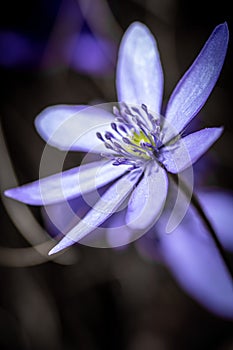 Scilla bifolia (alpine squill or two-leaf squill