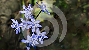 Scilla bifolia or Alpine squill or two-leaf squill bright blue bell. Close-up scilla bifolia blooming.Joyful mood when spring flow