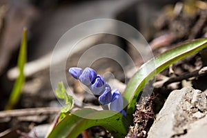 Scilla bifolia, the alpine squill or two-leaf squill, is a herbaceous perennial plant of the family Asparagaceae.