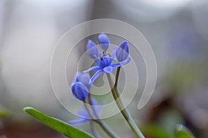 Scilla bifolia, the alpine squill or two-leaf squill, is a herbaceous perennial plant of the family Asparagaceae. Art photo of the