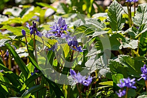 Scilla bifolia, the alpine squill or two-leaf squill, is a herbaceous perennial plant of the family Asparagaceae. Art photo of the