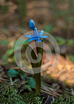 Scilla bifolia bloomed in the spring in the Carpathian forest