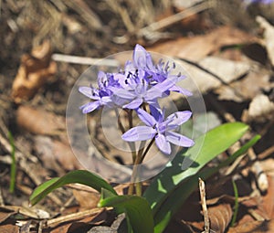 Scilla bifolia