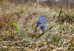 Scilla bifolia in early spring