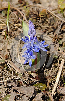 Scilla bifolia in early spring