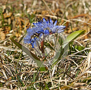 Scilla bifolia in early spring