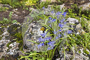 Scilla cilicica Siehe. Flora. Forest.