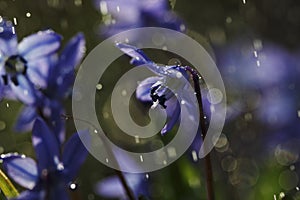 Scilla flower closeup with raindrops