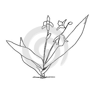 Scilla flower outline vector illustration, Scilla monochrome contour. Scylla spring flower