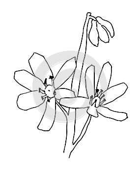 Scilla flower outline vector illustration, Scilla monochrome contour. Scylla spring flower