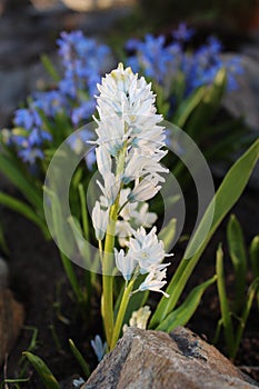 Scilla flowers spring bloom in the garden