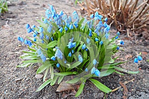 Scilla is a genus of bulb-forming perennial herbaceous plants in the family Asparagaceae, subfamily Scilloideae