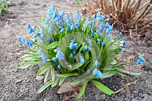 Scilla is a genus of bulb-forming perennial herbaceous plants in the family Asparagaceae, subfamily Scilloideae photo