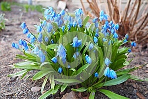 Scilla is a genus of bulb-forming perennial herbaceous plants in the family Asparagaceae, subfamily Scilloideae photo