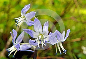Scilla hohenackeri Purple-blue flowers