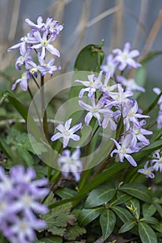 Scilla luciliae blue small springtime flowers in the grass, close up view bulbous flowering plant