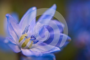 Scilla is one of the most popular european spring bloom