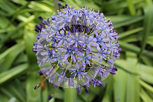 Scilla Peruviana in the Botanical Garden Madrid photo