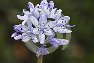Scilla ramburei European bluebell woods beautiful plants with intense blue flowers in corsages