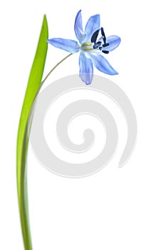 Scilla siberica