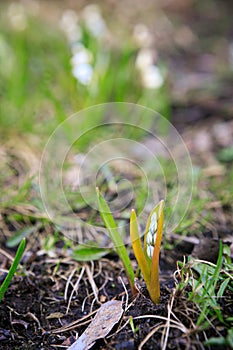 Scilla siberica flower in park at springtime