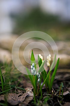 Scilla siberica flower in park at springtime