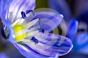 A Scilla siberica flowers commonly known as the Siberian squill or wood squill in a macro lens shot