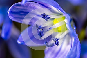 A Scilla siberica flowers commonly known as the Siberian squill or wood squill in a macro lens shot