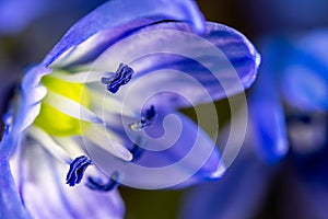 A Scilla siberica flowers commonly known as the Siberian squill or wood squill in a macro lens shot