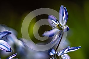 Scilla siberica -garden spring flowers.