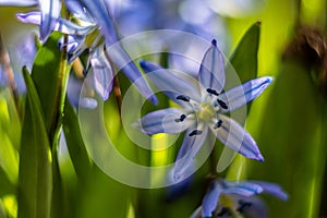 Scilla siberica -garden spring flowers.