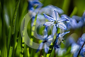 Scilla siberica -garden spring flowers.