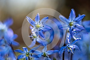 Scilla siberica -garden spring flowers.