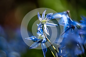 Scilla siberica -garden spring flowers.