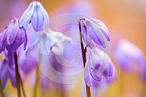 Scilla Siberica, macro