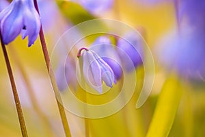 Scilla Siberica, macro