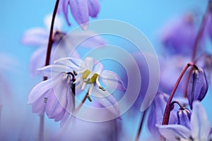 Scilla Siberica, macro